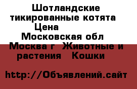 Шотландские тикированные котята › Цена ­ 15 000 - Московская обл., Москва г. Животные и растения » Кошки   